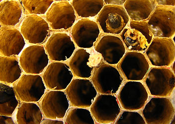 Deserted hive - Free image #280341