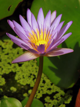 water lily - image #280451 gratis