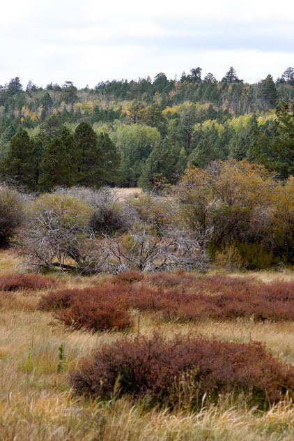 Fall colors in the Coconino National Forest - image gratuit #280491 