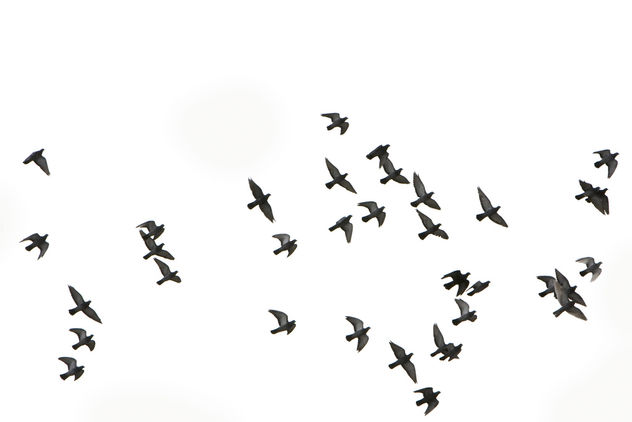 pigeons in flight - make your own bird brush using this photo - image gratuit #280571 