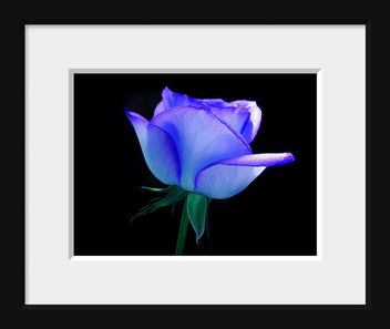 Blue Rose - image gratuit #280621 