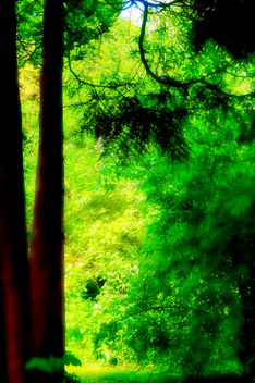 Forest glow - бесплатный image #280651
