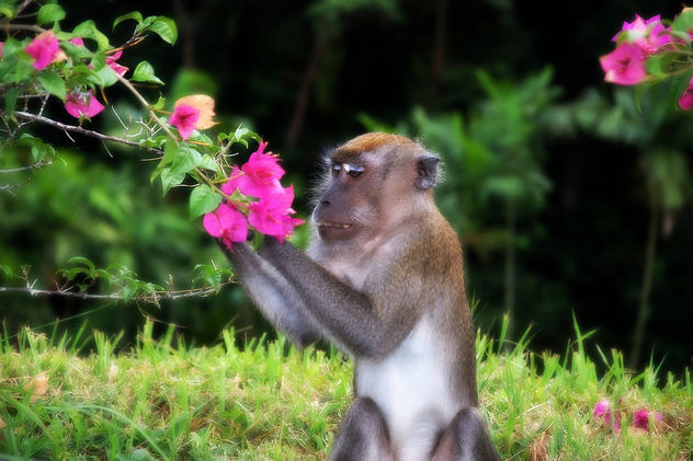A Monkey and Bougenville (DSC_0052) - Free image #280871