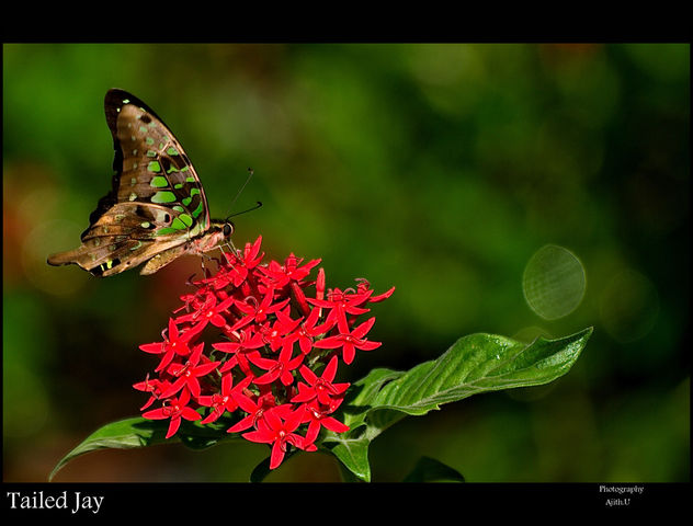Tailed Jay - image gratuit #280911 