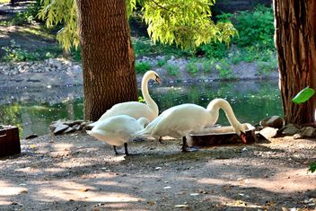 White Swans - image #280951 gratis