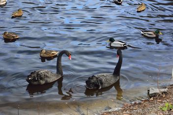 Black swans - image #280961 gratis