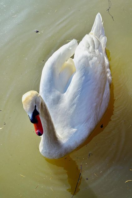 White swan - Kostenloses image #280971