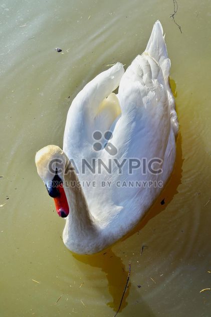 White swan - image #280971 gratis