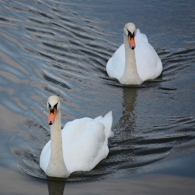 White swans - бесплатный image #280991