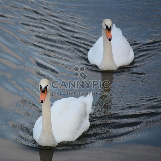 White swans - Free image #280991