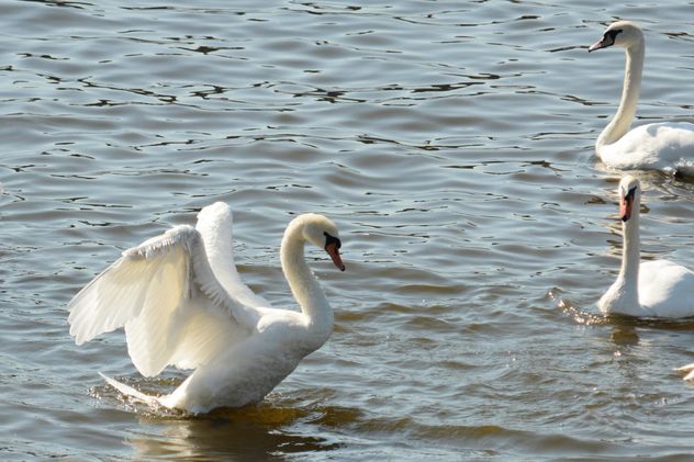 Swans on the lake - image #281001 gratis