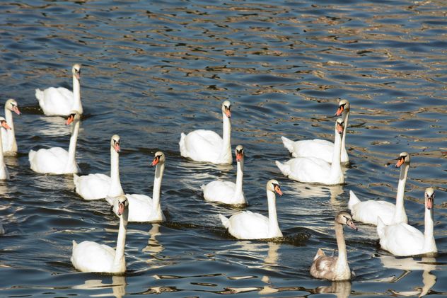 Swans on the lake - image #281021 gratis