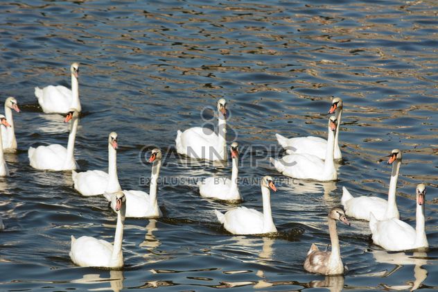 Swans on the lake - image #281021 gratis