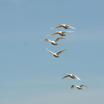 Swans flying high - Free image #281031