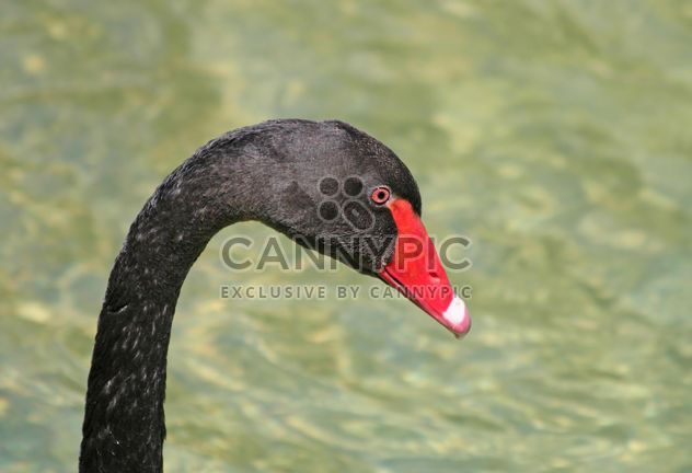 Black Swan Head - image #281041 gratis