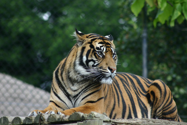 Tiger - image gratuit #281091 