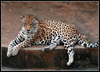 Jaguar - image #281101 gratis