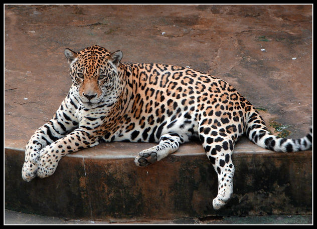 Jaguar - image gratuit #281101 