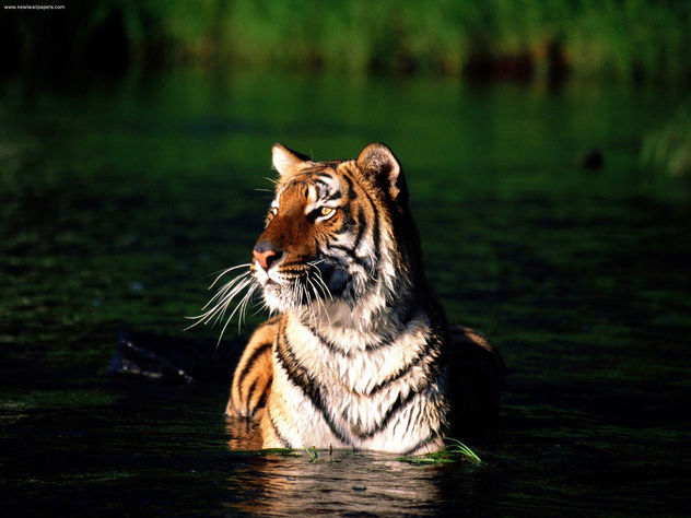 Taking a Dip Bengal Tiger - Free image #281171