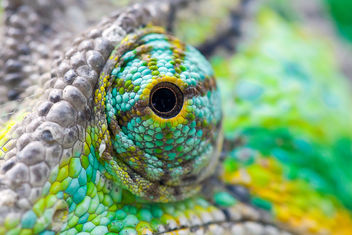 Chameleon's eye - Free image #281191