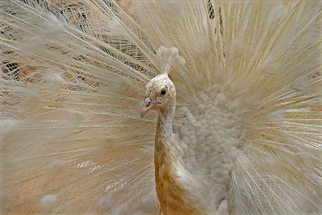 White Peacock @ Guindy National (Childrens) Park, Chennai - Free image #281231