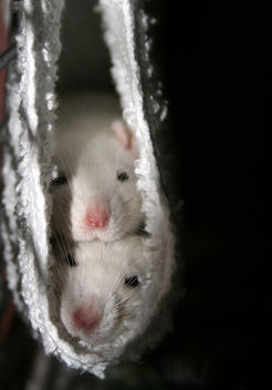 Rat Babies - image #281251 gratis