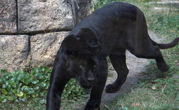 Black panther - бесплатный image #281261