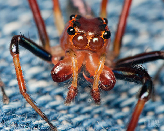 Red Jumping Spider [Salticidae] Jumped On My Pants - бесплатный image #281381