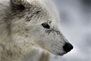 Arctic Wolf Portrait - image gratuit #281531 