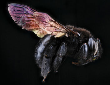 Xylocopa mordax, F, right side, Dominican Republic_2012-10-03-16.59.15 ZS PMax - бесплатный image #281571