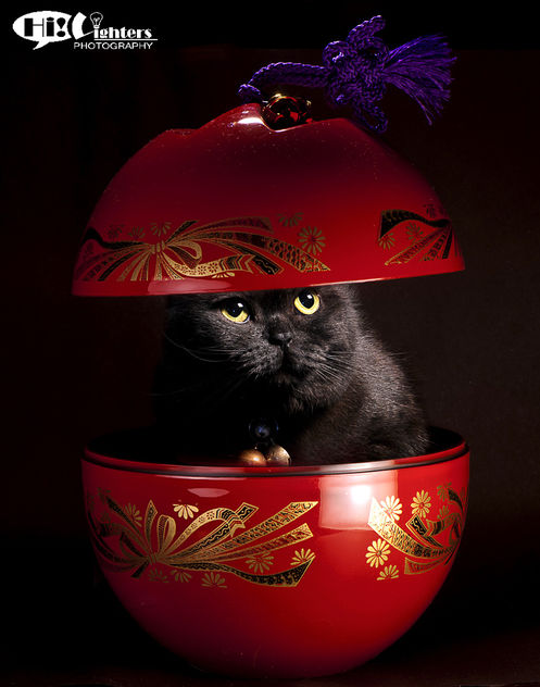 Happy Chinese New Year 2013 - image gratuit #281691 
