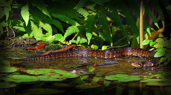 Florida Water Snake - image gratuit #281701 