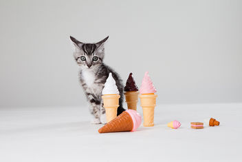 Grey Tabby Kitten with Ice Cream Cones - image gratuit #281711 
