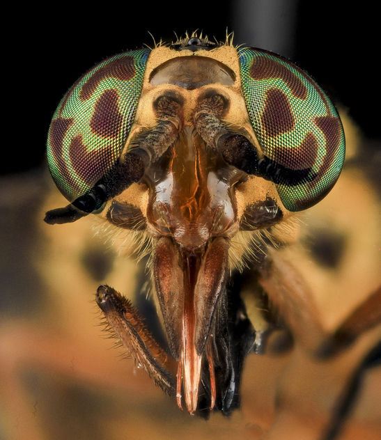 Deer Fly 2, U, Face, MD, PG County_2013-07-02-18.20.21 ZS PMax - Free image #281841