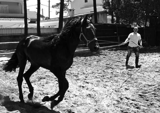 Black horse training - image #281881 gratis