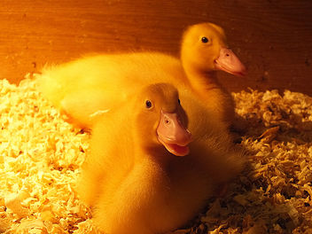Ducklings - image #281931 gratis