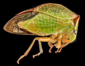 Buffalo Treehopper, side, MD, PG County_2013-08-20-17.33.42 ZS PMax - Free image #281971