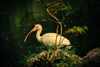 Bird In a Pond, Miami-Dade Zoo - Free image #281981