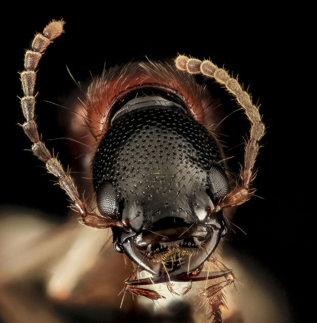 Rove beetle, U, Face, Upper Marlboro, MD_2013-08-21-16.34.44 ZS PMax - Free image #282011
