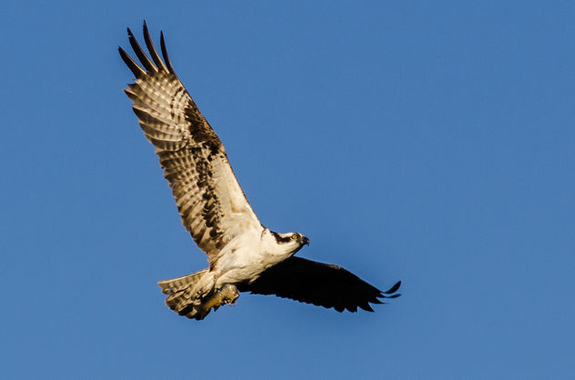 Osprey (Pandion haliaetus) - бесплатный image #282021