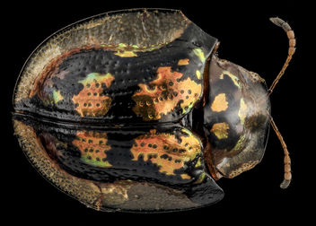 Beetle 3, U, Back, MD, Wicomico County_2013-09-13-14.15.07 ZS PMax - Kostenloses image #282031