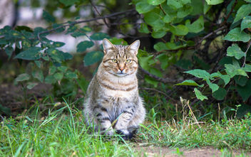 Street cat - image #282081 gratis