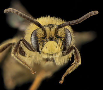 Andrena asteroides, U, Face, PG county, MD_2013-07-12-14.57.51 ZS PMax - image #282111 gratis