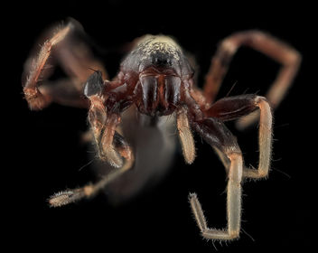 spider5, face, upper marlboro, md_2013-10-18-12.35.14 ZS PMax - Kostenloses image #282161