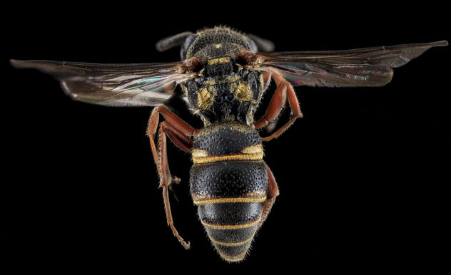 Wasp, F, Back, Cecil County, MD_2013-11-04-11.35.10 ZS PMax - Kostenloses image #282301