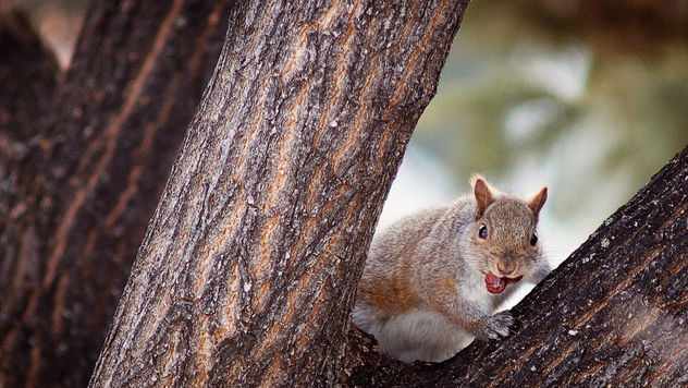 A squirrel and it's berries - Free image #282381