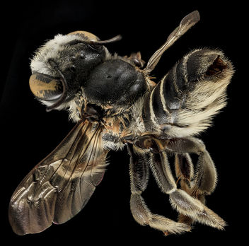 Megachile integrella, F, Back, NC, Moore County_2014-01-07-16.20.04 ZS PMax - image #282451 gratis