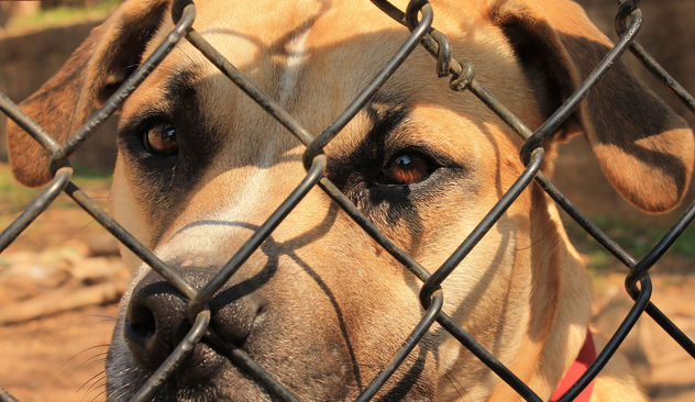 Innocent but jailed dog - image #282561 gratis