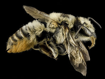 Megachile latimanus, F, Side, MI, Alger county_2014-03-26-11.20.22 ZS PMax - Kostenloses image #282591
