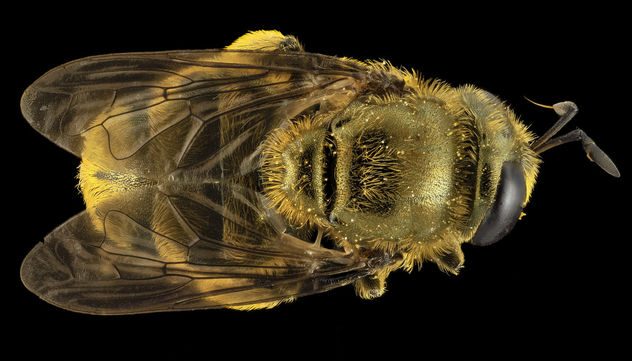 Fly Golden Baby, back, MD, Prince Georges County_2014-05-23-17.17.00 ZS PMax - image #282731 gratis